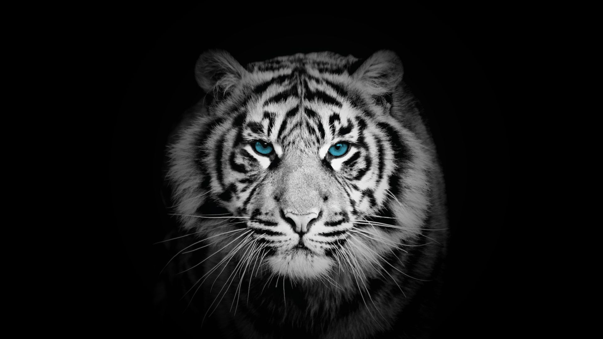 Smile Policlinico Dentali, Chirugia orale e implantologia, Trieste, Via S. Nicolo 4